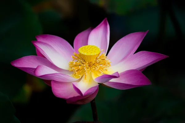 Lotus λουλούδι στην άνθιση. Nelumbo nucifera είναι το βοτανικό όνομα για το εργοστάσιο της lotus — Φωτογραφία Αρχείου