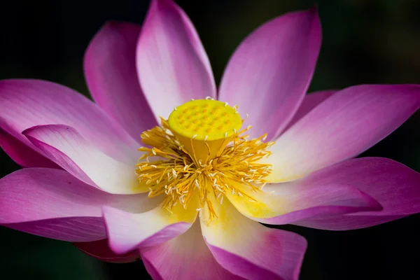 Flor de loto en flor. Nelumbo nucifera es el nombre botánico de la planta de loto —  Fotos de Stock