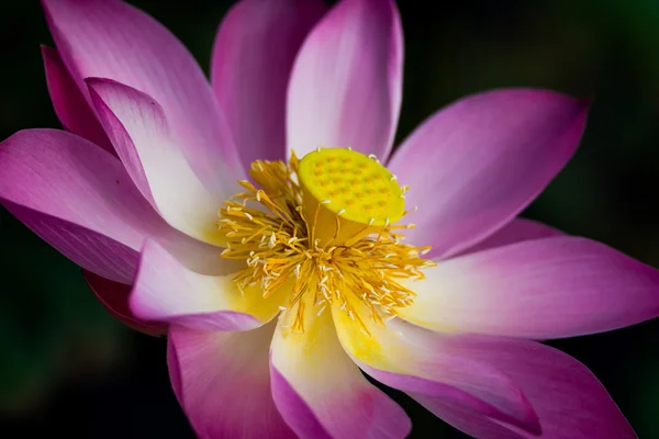 Lotusblume in Blüte. Nelumbo nucifera ist botanischer Name für Lotuspflanze — Stockfoto