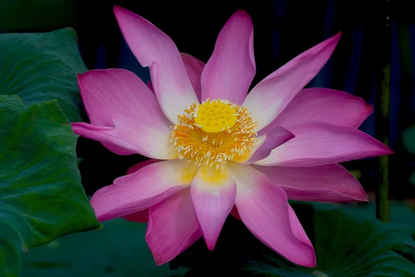 Lotusblume in Blüte. Nelumbo nucifera ist botanischer Name für Lotuspflanze — Stockfoto