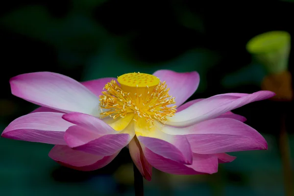 Цветок лотоса в цвету. Nelumbo nucifera - ботаническое название растения лотоса — стоковое фото