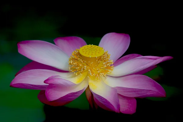 Flor de lótus em flor. Nelumbo nucifera é o nome botânico da planta de lótus — Fotografia de Stock