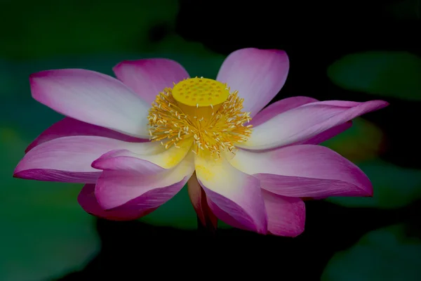 Flor de lótus em flor. Nelumbo nucifera é o nome botânico da planta de lótus — Fotografia de Stock