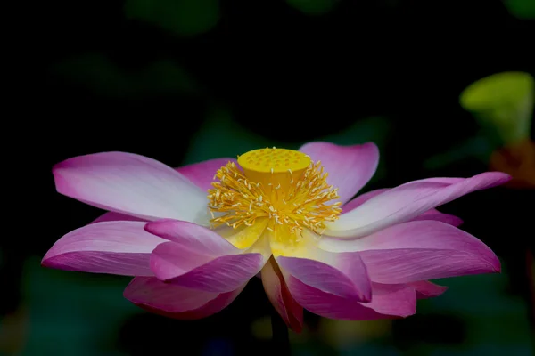 Flor de loto en flor. Nelumbo nucifera es el nombre botánico de la planta de loto —  Fotos de Stock