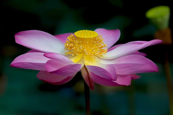 Lotusblume in Blüte. Nelumbo nucifera ist botanischer Name für Lotuspflanze — Stockfoto