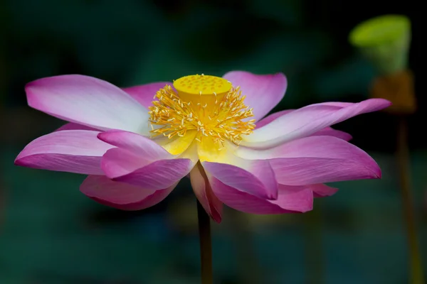 Lotus çiçeği çiçek. Nelumbo nucifera lotus bitki botanik ismi
