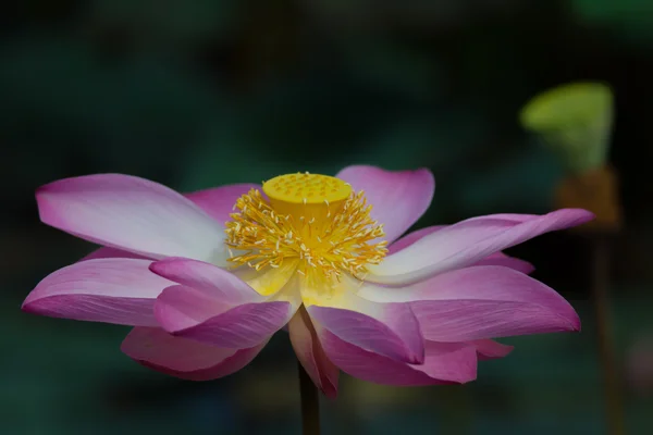 Цветок лотоса в цвету. Nelumbo nucifera - ботаническое название растения лотоса — стоковое фото