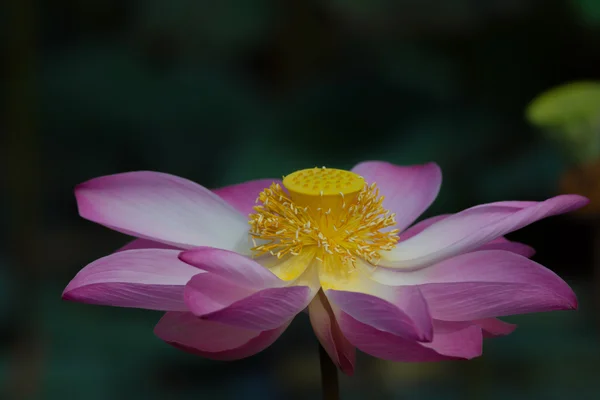 Lotus λουλούδι στην άνθιση. Nelumbo nucifera είναι το βοτανικό όνομα για το εργοστάσιο της lotus — Φωτογραφία Αρχείου