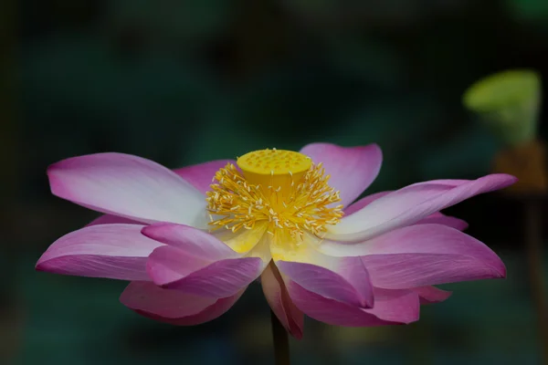 Lotusblume in Blüte. Nelumbo nucifera ist botanischer Name für Lotuspflanze — Stockfoto