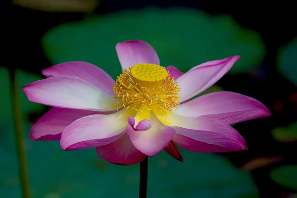 Flor de lótus em flor. Nelumbo nucifera é o nome botânico da planta de lótus — Fotografia de Stock