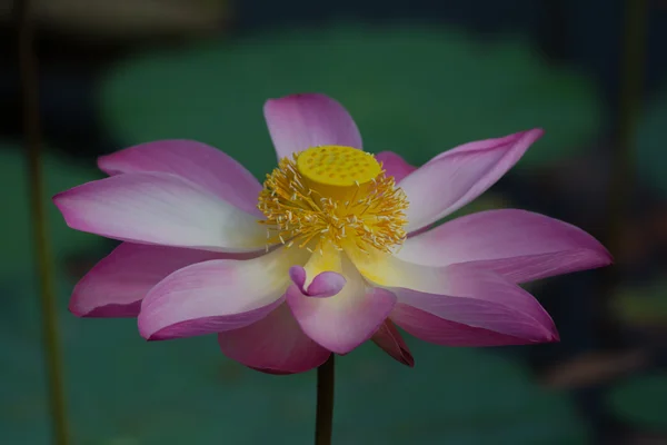 Lotus flower in bloom. Nelumbo nucifera is botanical name for lotus plant — Stock Photo, Image