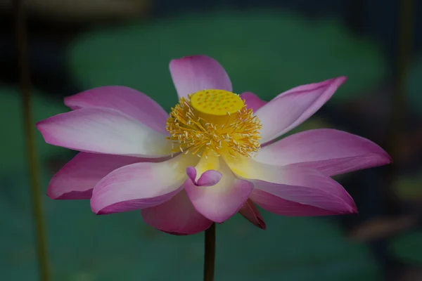 Lotus flower in bloom. Nelumbo nucifera is botanical name for lotus plant — Stock Photo, Image