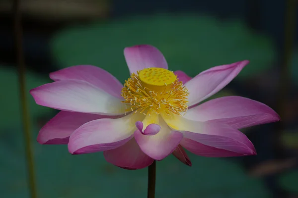 Lotus λουλούδι στην άνθιση. Nelumbo nucifera είναι το βοτανικό όνομα για το εργοστάσιο της lotus — Φωτογραφία Αρχείου