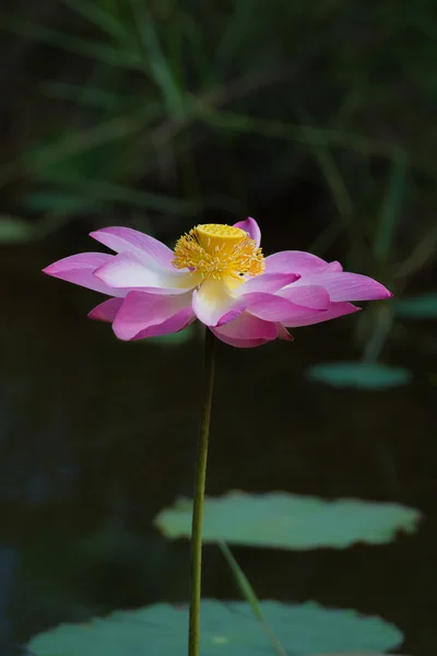 Flor de lótus em flor. Nelumbo nucifera é o nome botânico da planta de lótus — Fotografia de Stock