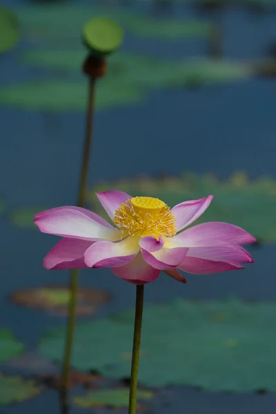 Lotusblume in Blüte. Nelumbo nucifera ist botanischer Name für Lotuspflanze — Stockfoto