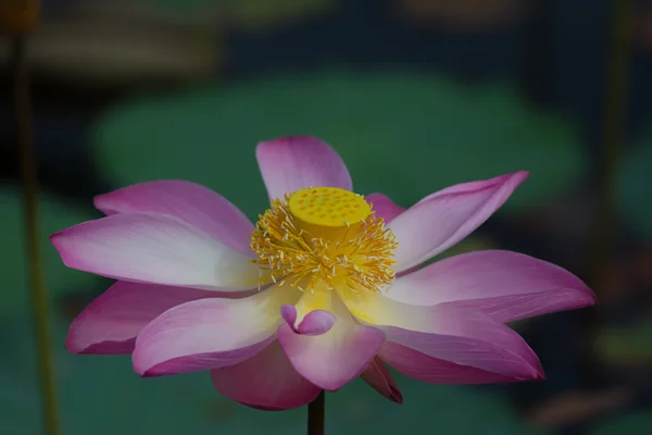 Lotus flower in bloom. Nelumbo nucifera is botanical name for lotus plant — Stock Photo, Image