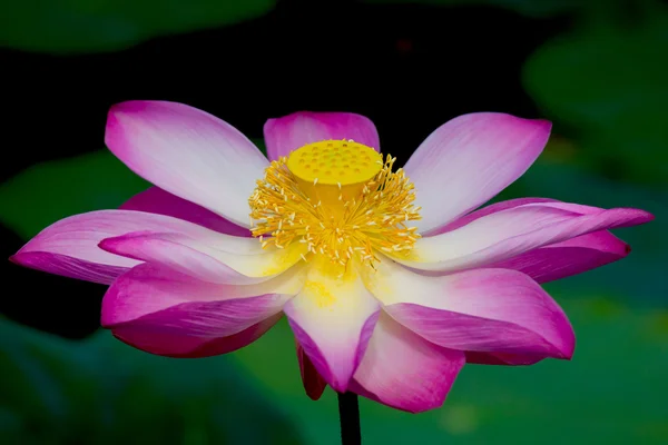 Lotus flower in bloom. Nelumbo nucifera is botanical name for lotus plant — Stock Photo, Image