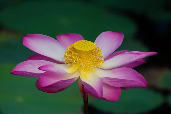 Flor de lótus em flor. Nelumbo nucifera é o nome botânico da planta de lótus — Fotografia de Stock