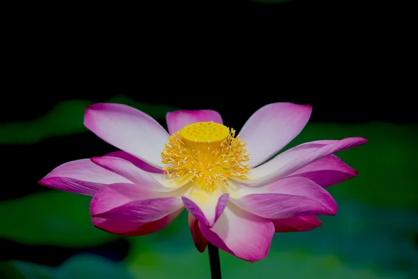 Lotus çiçeği çiçek. Nelumbo nucifera lotus bitki botanik ismi