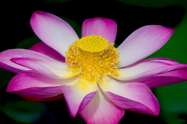 Flor de loto en flor. Nelumbo nucifera es el nombre botánico de la planta de loto —  Fotos de Stock