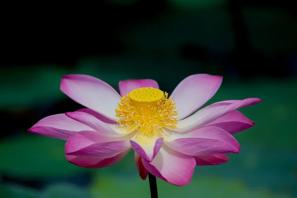 Lotus flower in bloom. Nelumbo nucifera is botanical name for lotus plant — Stock Photo, Image