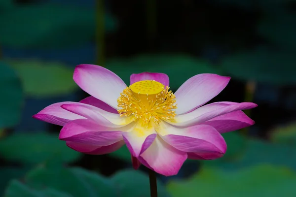 Lotus flower in bloom. Nelumbo nucifera is botanical name for lotus plant — Stock Photo, Image