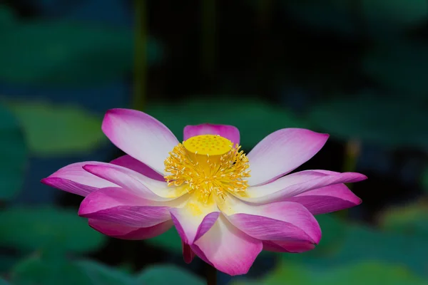 Lotus flower in bloom. Nelumbo nucifera is botanical name for lotus plant — Stock Photo, Image