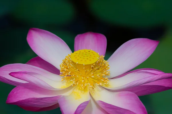 Flor de loto en flor. Nelumbo nucifera es el nombre botánico de la planta de loto —  Fotos de Stock