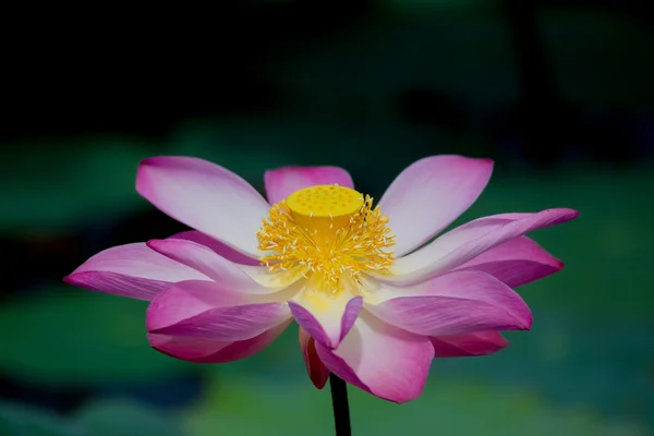 Lotus flower in bloom. Nelumbo nucifera is botanical name for lotus plant — Stock Photo, Image