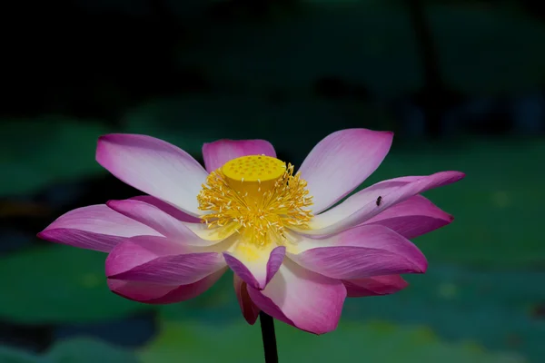Lotus çiçeği çiçek. Nelumbo nucifera lotus bitki botanik ismi