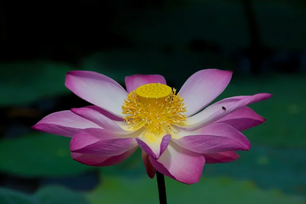 Lotus flower in bloom. Nelumbo nucifera is botanical name for lotus plant — Stock Photo, Image