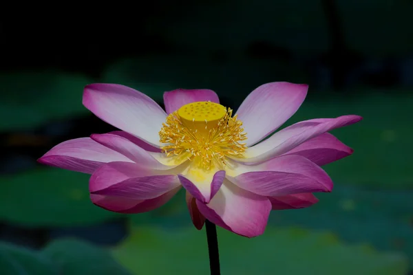 Lotus flower in bloom. Nelumbo nucifera is botanical name for lotus plant — Stock Photo, Image