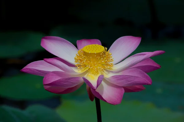 Lotus flower in bloom. Nelumbo nucifera is botanical name for lotus plant — Stock Photo, Image