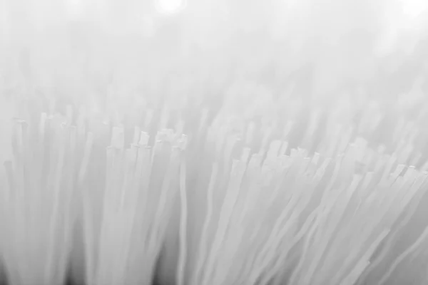 Poils de brosse à dents, macro, texture noir-blanc — Photo