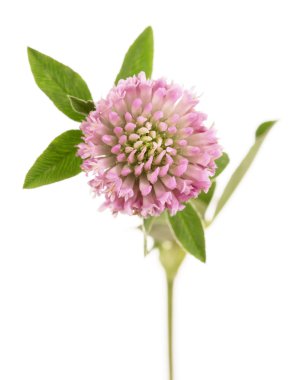 Makro. Yonca veya trefoil çiçek şifalı otlar üzerinde beyaz izole