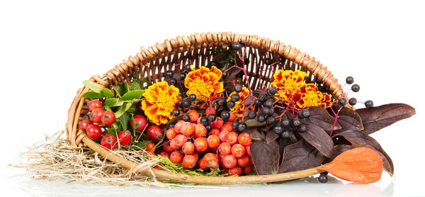 Autumn leaves, rowan in the basket close-up isolated on white — Stock Photo, Image