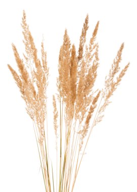 Vahşi sivri makro üzerinde beyaz izole