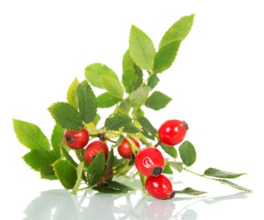 Taze yaprakları üzerinde beyaz izole ile yabani gül dalı