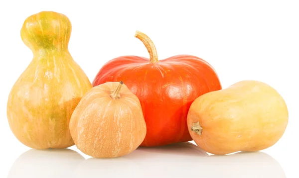 Calabazas de diversas formas aisladas en blanco —  Fotos de Stock