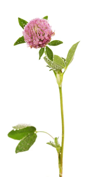 Clover with dew drops isolated on white — Stock Photo, Image