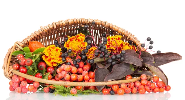 Rowan, rosa mosqueta, flores de otoño y bayas aisladas en blanco —  Fotos de Stock