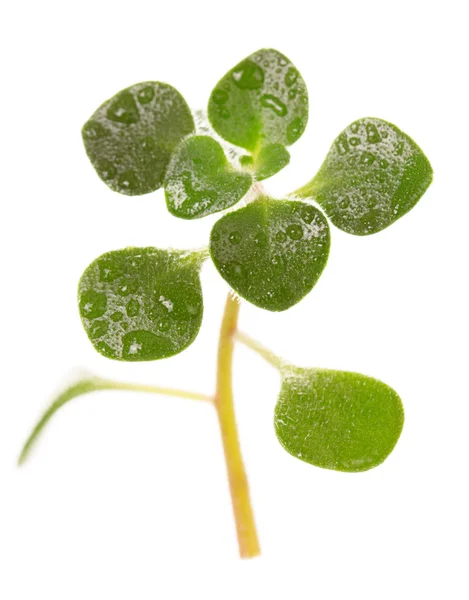 Broto verde com gotas de orvalho close-up isolado em branco — Fotografia de Stock