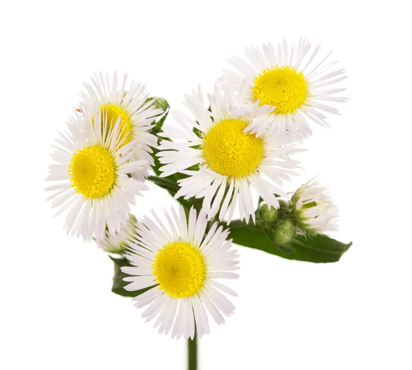 Tonkoluchnika květenství detail izolované na bílém — Stock fotografie