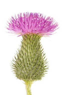 Beyaz arka plan üzerinde izole güzel tam gelişmiş bud thistle.