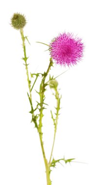 Güzel thistle çiçek ve açılmamış tomurcukları üzerinde izole hallettim.