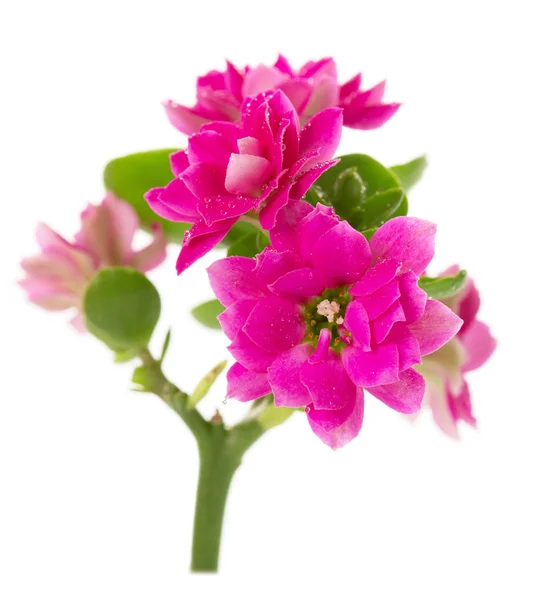 Flores decorativas Kalanchoe primer plano con gotas de agua en blanco . —  Fotos de Stock