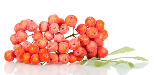 Ramo de Rowan com bagas e folhas isoladas em branco . — Fotografia de Stock