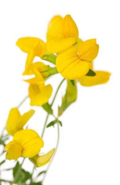 Toadlin blommor närbild isolerad på vit . — Stockfoto