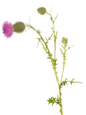 Kök thistle bud ve çiçek çiçek üzerinde beyaz izole.