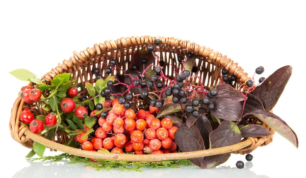 Basket with berries, rose hips, elderberry and rowan isolated. — Stock Photo, Image
